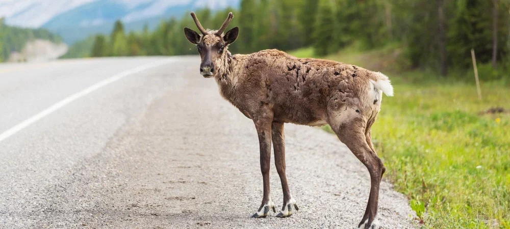 Garantie complémentaire heurt d&rsquo;animaux
