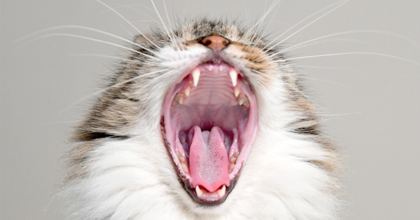 Voilà comment prendre soin des dents de votre chat !